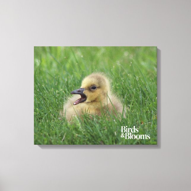 Canadian Goose Chick Canvastryck (Framsida)