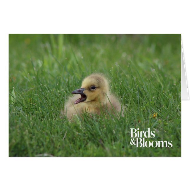Canadian Goose Chick Hälsningskort (Framsidan Horizontal)