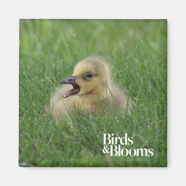 Canadian Goose Chick Magnet (Framsidan)