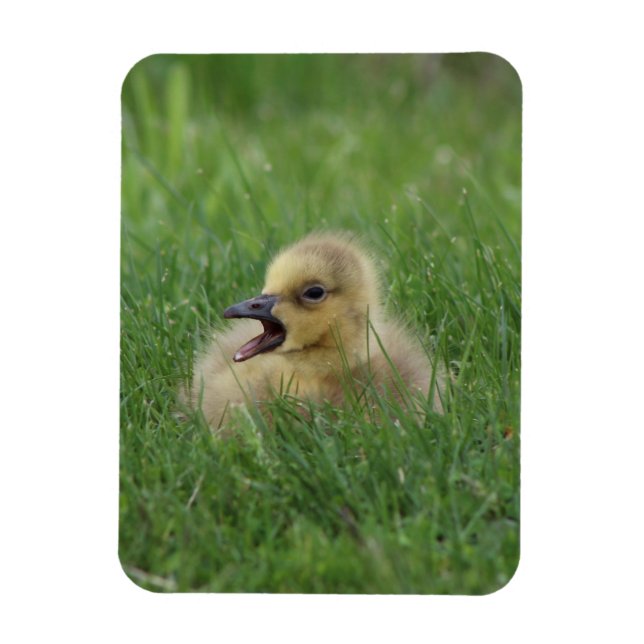 Canadian Goose Chick Magnet (Vertikal)