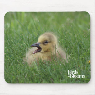 Canadian Goose Chick Musmatta