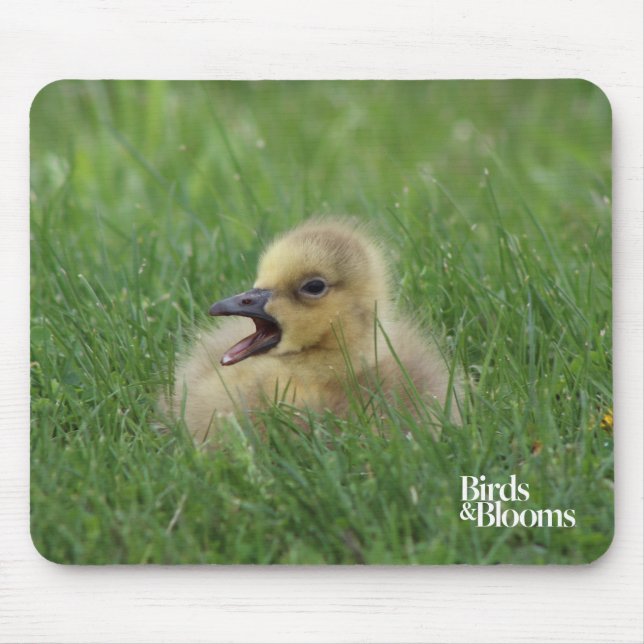 Canadian Goose Chick Musmatta (Framsidan)
