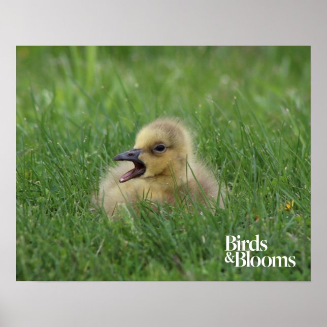 Canadian Goose Chick Poster (Framsidan)