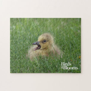 Canadian Goose Chick Pussel