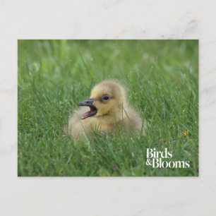 Canadian Goose Chick Vykort