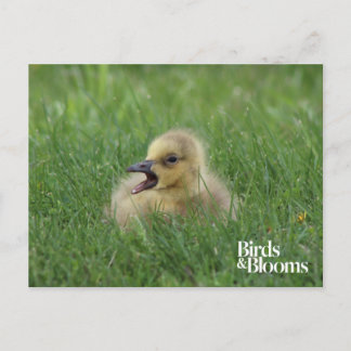 Canadian Goose Chick Vykort