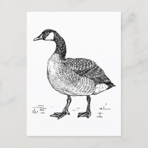 Canadian Goose Fine Art Sketch, Bird Teckning Vykort