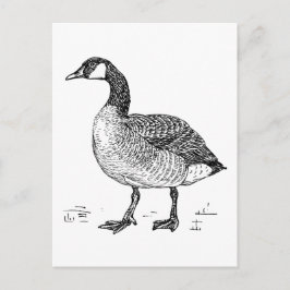 Canadian Goose Fine Art Sketch, Bird Teckning Vykort