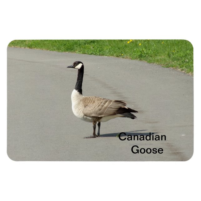 Canadian Goose Flexible Magnet (Horisontell)