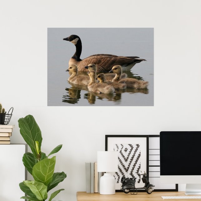 Canadian Goose Geese Poster (Hemmakontoret)