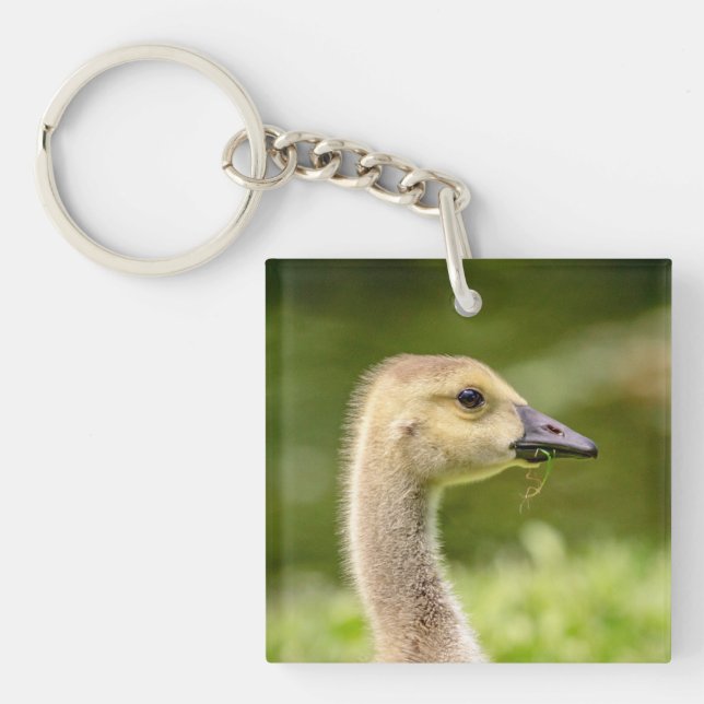 Canadian Goose (Gosling) (Framsidan)