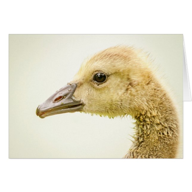 Canadian Goose (Gosling) Hälsningskort (Framsidan Horizontal)