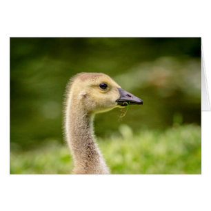 Canadian Goose (Gosling) Hälsningskort