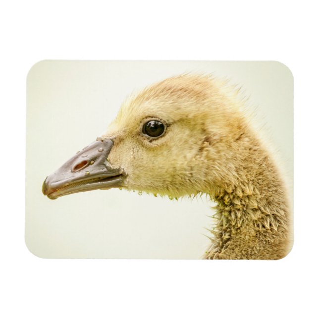 Canadian Goose (Gosling) Magnet (Horisontell)