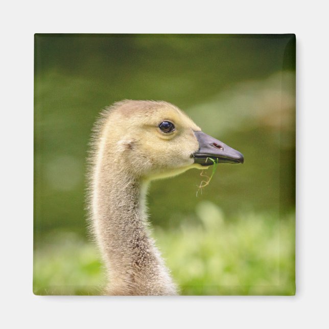 Canadian Goose (Gosling) Magnet (Framsidan)