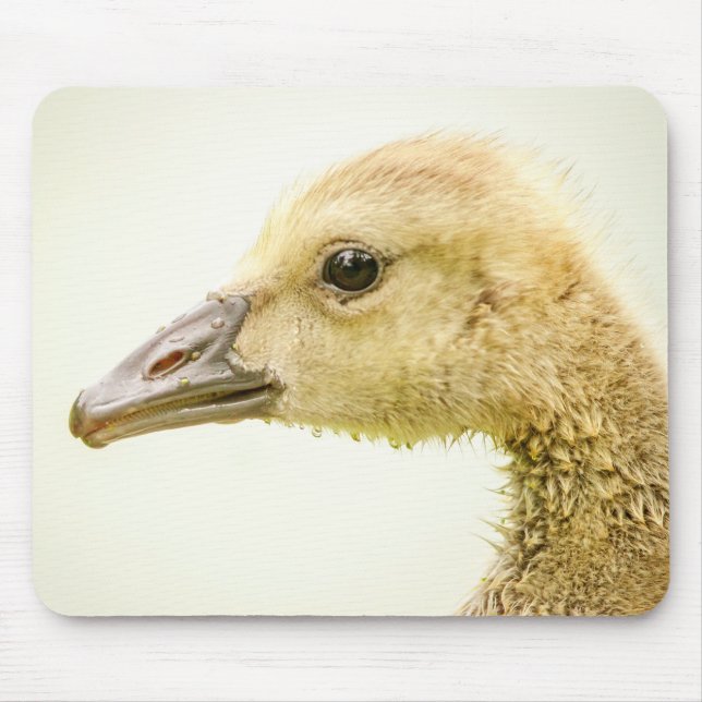 Canadian Goose (Gosling) Musmatta (Framsidan)