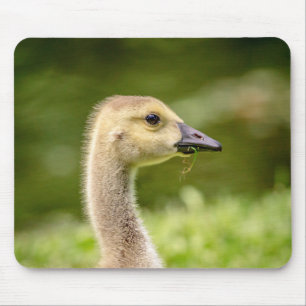 Canadian Goose (Gosling) Musmatta