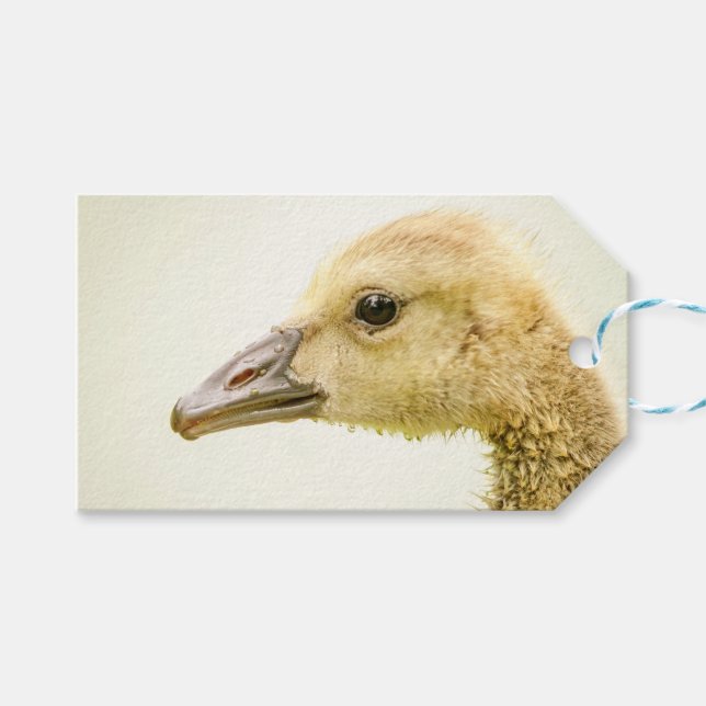 Canadian Goose (Gosling) Presentetikett (Framsidan (Horisontell))