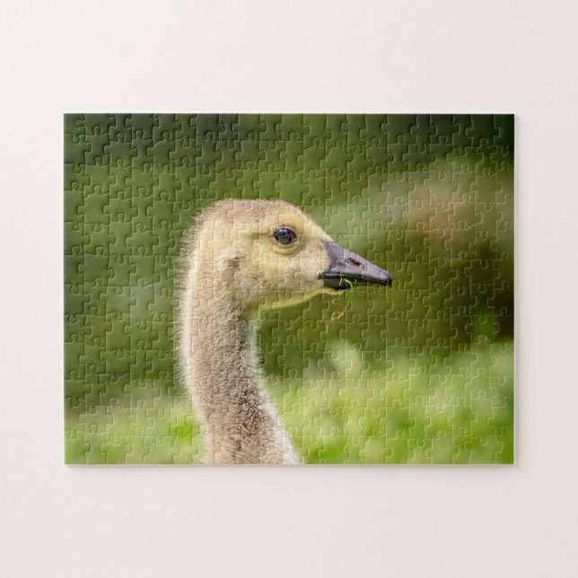 Canadian Goose (Gosling) Pussel (Horisontell)