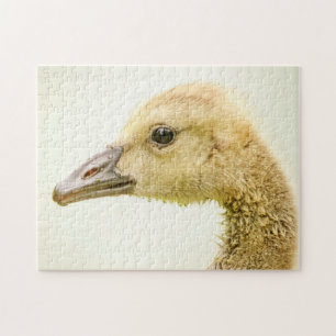 Canadian Goose (Gosling) Pussel