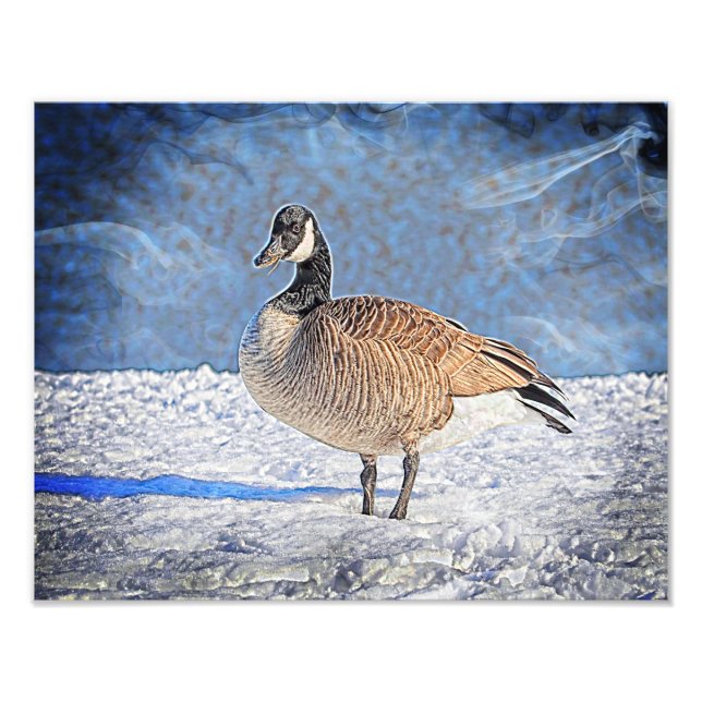 Canadian Goose i snö Fototryck (Framsidan)
