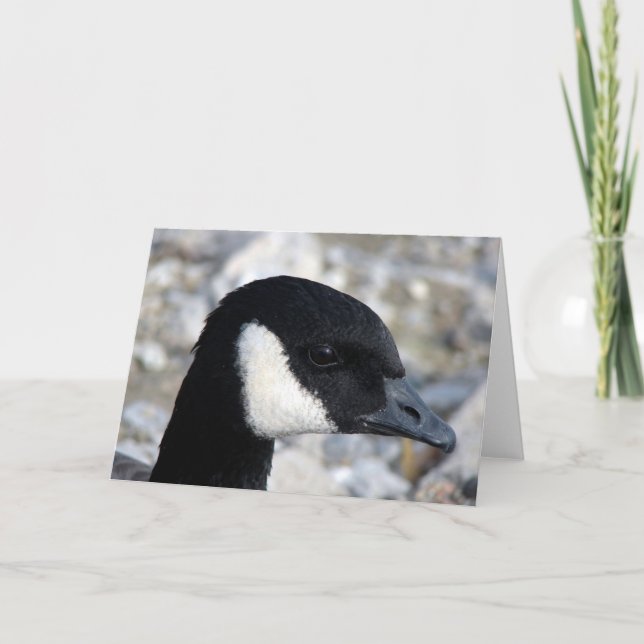 Canadian Goose Kort (Framsida)