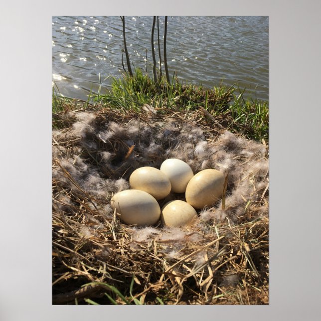 Canadian Goose Nest with Eggs on a Pond Poster (Framsidan)