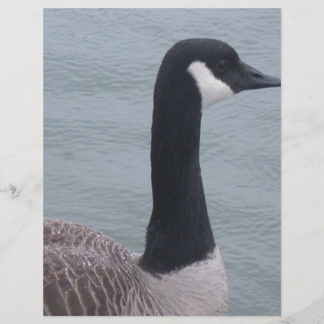 Canadian Goose på Sjö (Framsida)