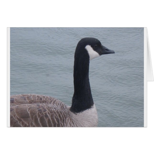 Canadian Goose på Sjö Hälsningskort (Framsidan Horizontal)