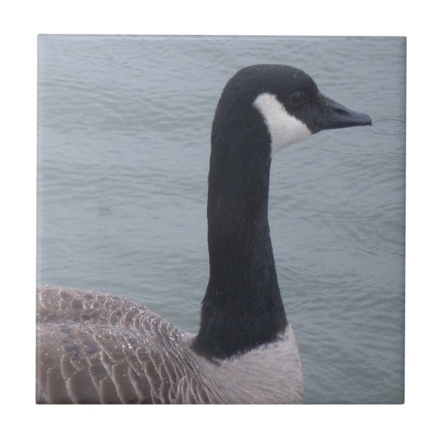 Canadian Goose på Sjö Kakelplatta (Framsidan)