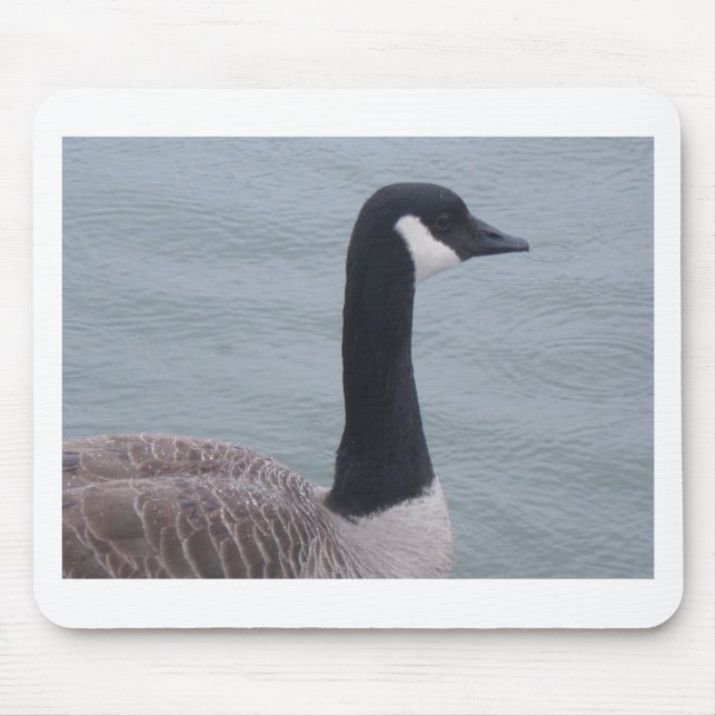 Canadian Goose på Sjö Musmatta (Framsidan)