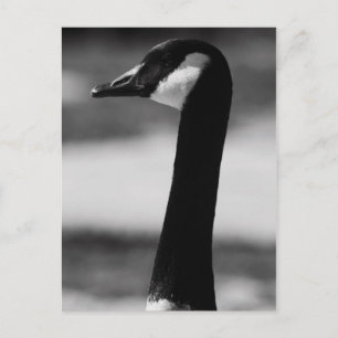 Canadian Goose Porträtt vykort