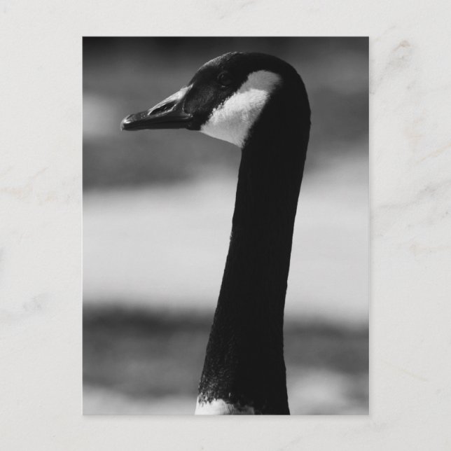 Canadian Goose Porträtt vykort (Framsida)