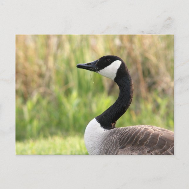 Canadian Goose Postcard Vykort (Framsida)