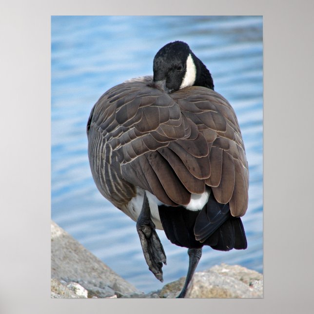 Canadian Goose Poster (Framsidan)