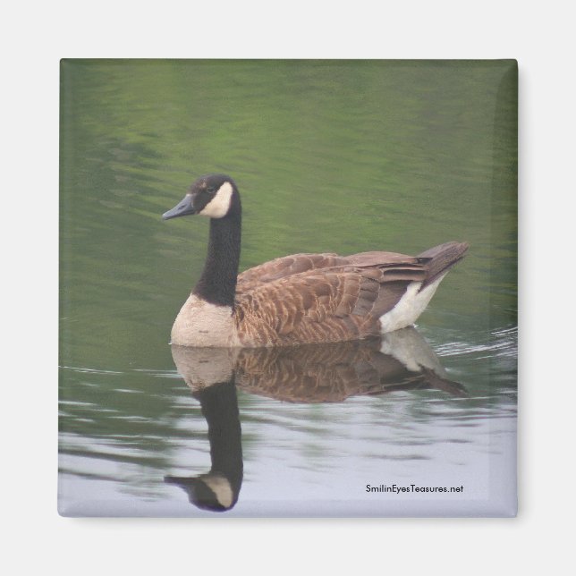 Canadian Goose Reflection Nature Photo Magnet (Framsidan)