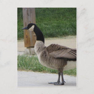 Canadian Goose Vykort