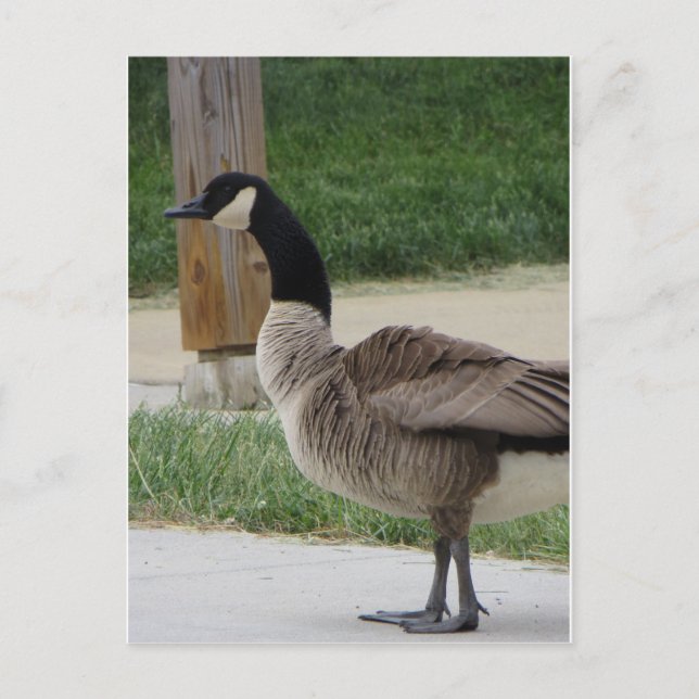Canadian Goose Vykort (Framsida)