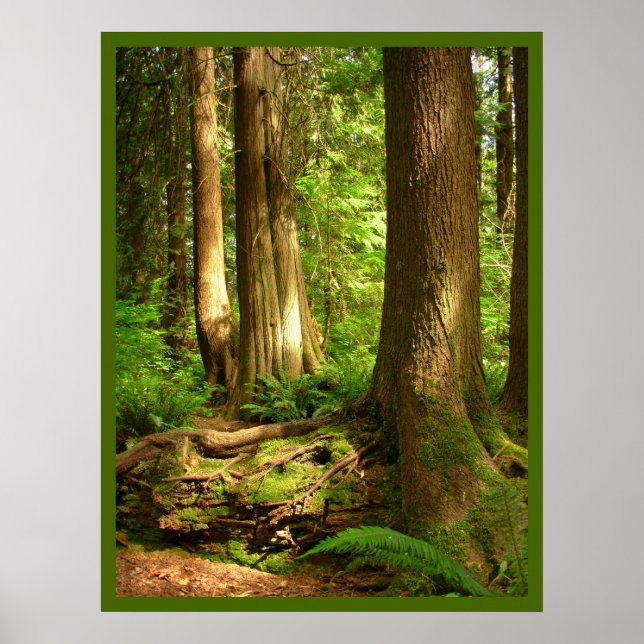 Canadian Ligcape Väster Kusten Forest Art Skriv ut Poster (Framsidan)