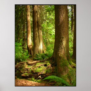 Canadian Ligcape Väster Kusten Forest Art Skriv ut Poster