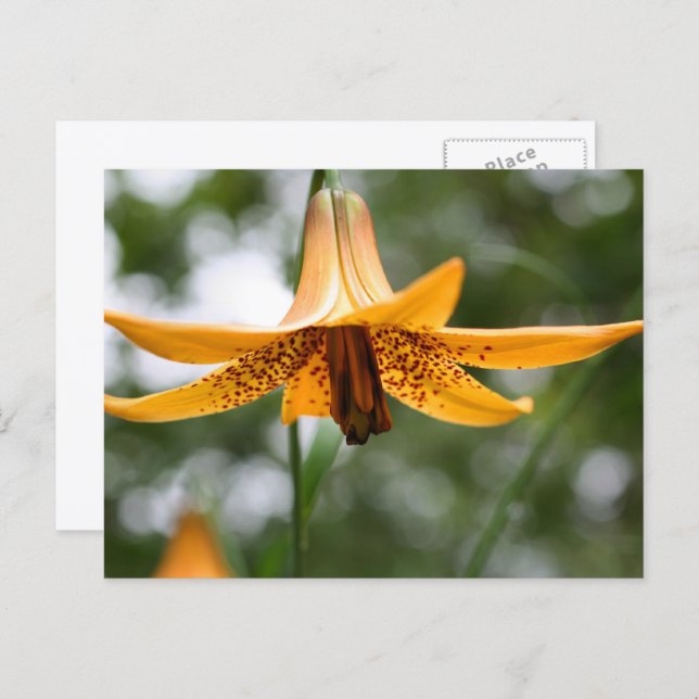 Canadian Lily Flower Photography Personalized Vykort (Fram/baksida)