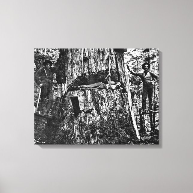 CANADIAN LOGGERS c. 1890 Canvastryck (Framsida)