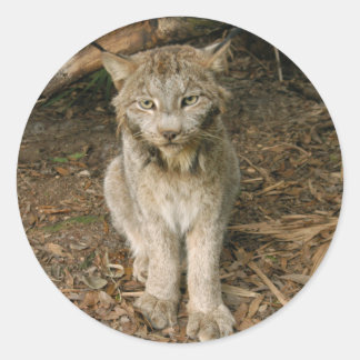 Canadian Lynx 0173 Runt Klistermärke