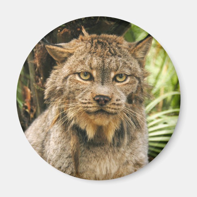 Canadian Lynx 4200e Magnet (Framsidan)