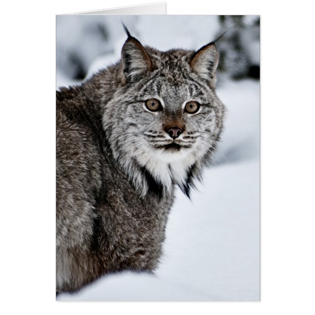 Canadian Lynx i Snö Hälsningskort (Framsidan)