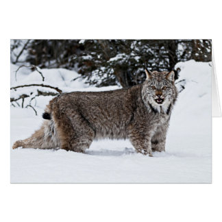 Canadian Lynx i Snö Hälsningskort