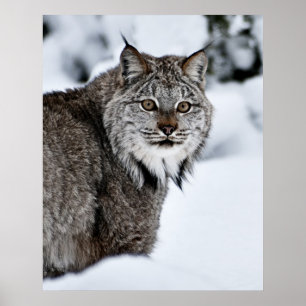 Canadian Lynx i Snö Poster
