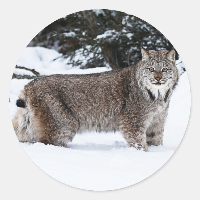 Canadian Lynx i Snö Runt Klistermärke (Framsida)
