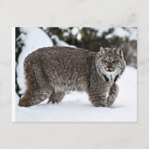 Canadian Lynx i Snö Vykort