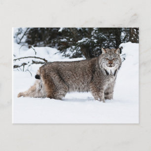 Canadian Lynx i Snö Vykort